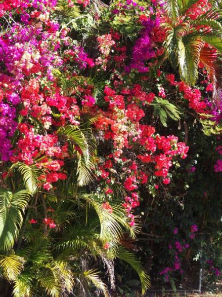 bougainvilleas on Magnetic Island